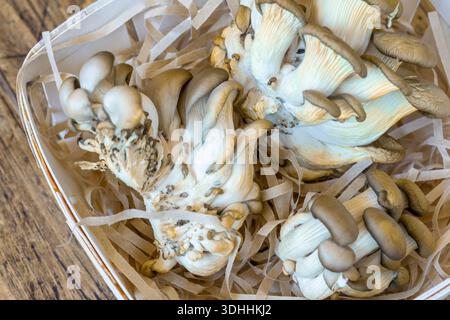 Frische Austernpilze in Holzkorb mit Papierspänen. Konzept von Bio-Lebensmitteln, gesunder Ernährung, Gourmet-Zutaten und nachhaltiger Landwirtschaft für Stockfoto