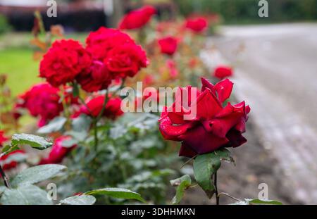 Blühende rote Rosen mit Wassertropfen wachsen entlang des Gartenweges in der Vorstadt nach Regen Stockfoto