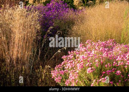 Ein farbenfrohes Blumenbeet mit rosafarbenen und violetten Astern, die in der Herbstsonne neben hohen goldenen Präriegäsern in einem Garten im Freien blühen. Stockfoto