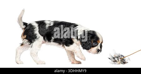 Kavalier-König charles Spaniel-Welpe spielt mit einem Federspielzeug auf weißem Hintergrund Stockfoto