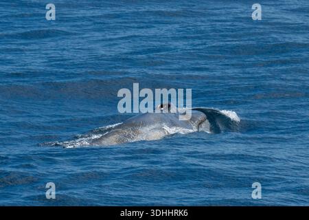 Blauwal (Balaenoptera musculus), Südgeorgien. Stockfoto