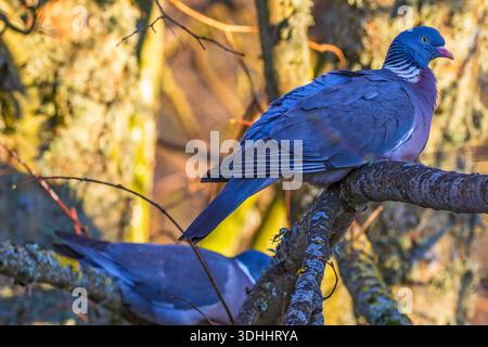 Nahaufnahme bei Wood Pigeons auf Baumzweig Stockfoto