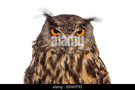 Nahaufnahme eurasischer Uhu, Bubo Bubo, Kopfschuss vor weißem Hintergrund Stockfoto