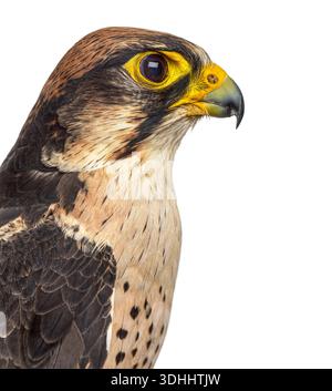 Wanderfalke, Falco biarmicus, Porträt vor weißem Hintergrund, isoliert für Wildtiere Stockfoto
