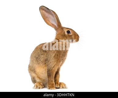 Braunes Kaninchen mit großen Ohren, isoliert auf einem sauberen weißen Hintergrund Stockfoto
