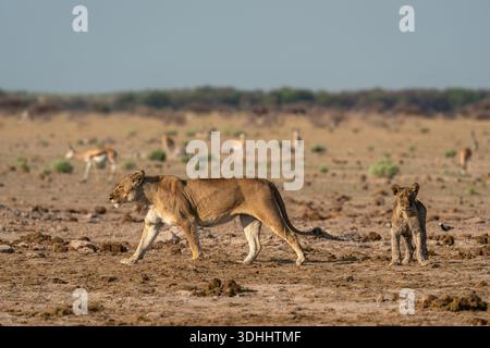 Löwin (Panthera leo) und Jungtier, Nxai Pan Nationalpark, Botswana. Stockfoto