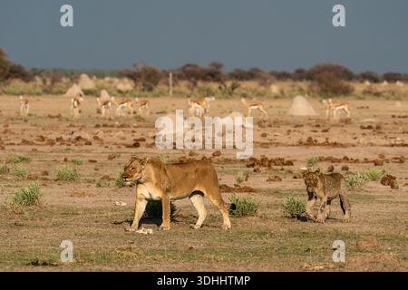 Gewarnte Springböcke (Antidorcas marsupialis), die eine Löwin (Panthera leo) und Jungtiere beim Wandern beobachten, Nxai Pan Nationalpark, Botswana. Stockfoto
