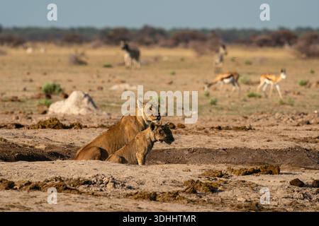 Löwin (Panthera leo) und Jungtiere, Nxai Pan Nationalpark, Botswana. Stockfoto