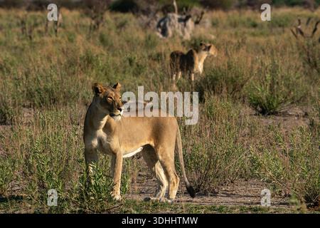 Löwin (Panthera leo) und Jungtiere, Nxai Pan Nationalpark, Botswana. Stockfoto