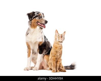 Australischer Schäferhund und Ingwerkatze posieren zusammen in einem Studio Stockfoto