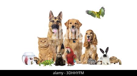 Verschiedene Gruppen von beliebten Haustieren und Haustieren, die auf weißem Hintergrund posieren Stockfoto