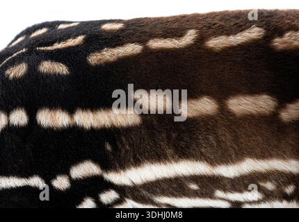 Detaillierte Ansicht des einzigartigen Pelzmusters eines malayischen Tapirs mit seinen markanten schwarz-weißen Markierungen Stockfoto