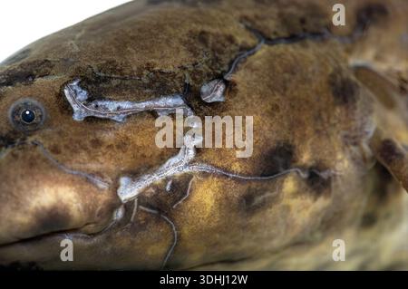 Afrikanischer Lungenfisch - protopterus annectens - Kopf und Auge in Nahaufnahme Stockfoto