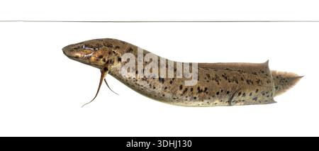 Afrikanischer Lungenfisch, protopterus annectens, schwimmend im Wasser, isoliert auf weißem Hintergrund Stockfoto