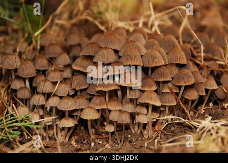 Die Makrowelt der kleinen wilden Pilze (Mycena), die sich zwischen trockenen Blättern auf dem Waldboden mit dünnen Stielen und braunen Kappen gruppieren. Stockfoto