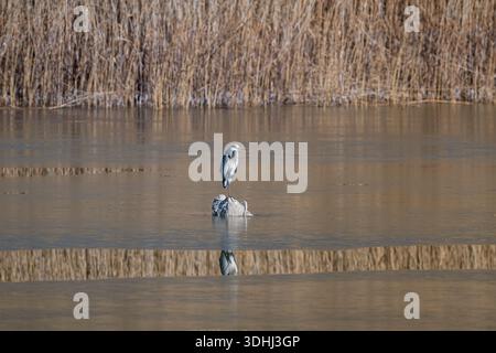 Ein grauer Reiher (Ardea cinerea), der auf einem Felsen in der Mitte eines gefrorenen Sees steht. Wintersaison und Tierwelt. Stockfoto