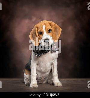 Beagle-Welpe mit Bandana und Anhänger, der vor braunem Hintergrund sitzt Stockfoto
