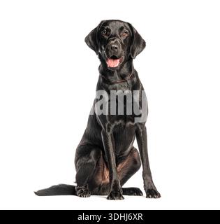 Glücklicher schwarzer labrador-Retriever-Hund, der mit offenem Mund sitzt und keucht Stockfoto