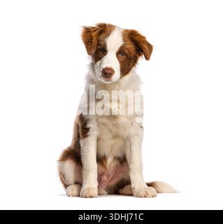 Brauner Collie-Welpe mit weißem Rand, der auf weißem Hintergrund sitzt Stockfoto