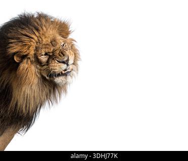 Großer männlicher Löwe, Panthera Leo, knurrend und schnarrend mit sichtbaren Zähnen, isoliert auf weißem Hintergrund Stockfoto