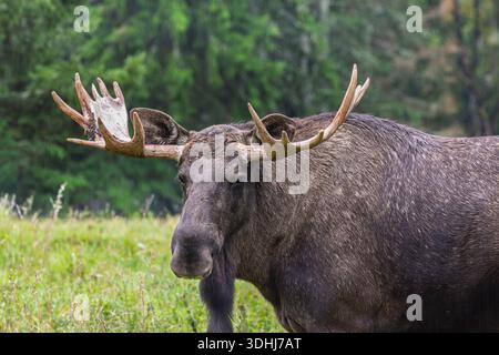 Nahaufnahme eines einsamen Bullenmochs, der auf einer grünen Wiese mit Wald im Hintergrund steht. Ruhige, natürliche Tierwelt. Stockfoto