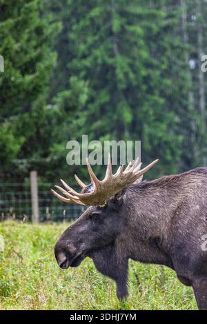 Nahaufnahme eines einsamen Bullenmochs, der auf einer grünen Wiese mit Wald im Hintergrund steht. Ruhige, natürliche Tierwelt. Stockfoto