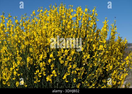Nahaufnahme der Zweige des Besens (Spartium junceum) mit seinen dichten gelben Blüten. Ein Naturfoto mit lebendigen Farben und hohem Kontrast. Stockfoto