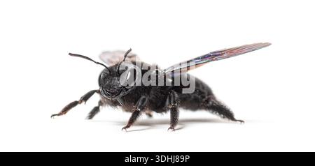 Violettes Tischlerbieneninsekt mit Details seines Körpers und schillernden Flügeln Stockfoto