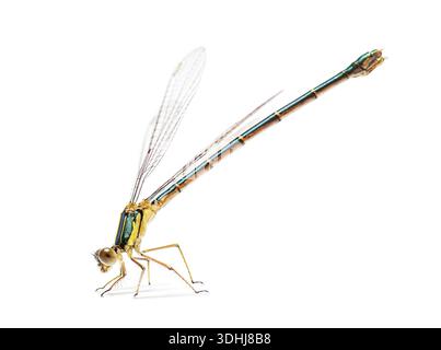 Weibliche Chalcolestes viridis, auch bekannt als Weidensmaragddamselfly, isoliert auf weiß Stockfoto