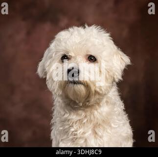 Entzückender weißer flauschiger maltesischer Hund posiert für ein Studio-Porträt auf braunem Hintergrund Stockfoto