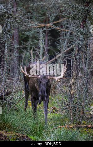 Skandinavischer BullenElch mit großen Geweihen, die zwischen Bäumen in einem Wald stehen. Ruhige, natürliche Tierwelt. Stockfoto