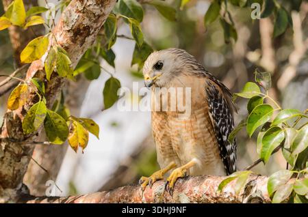Wanderfalke in Florida Stockfoto