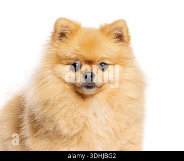 Nahaufnahme Porträt eines entzückenden flauschigen pommerschen Hundes Stockfoto