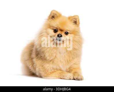 Pommerscher reinrassiger Hund liegend, flauschig goldenes Fell, isoliert auf weißem Hintergrund Stockfoto