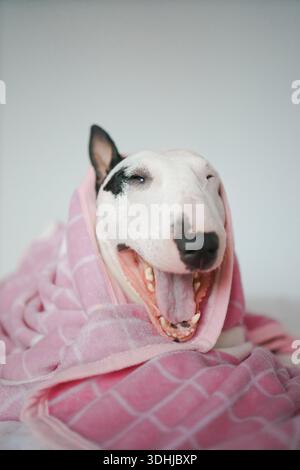 Gähnender Bullterrier in kuscheliger Decke gewickelt Stockfoto