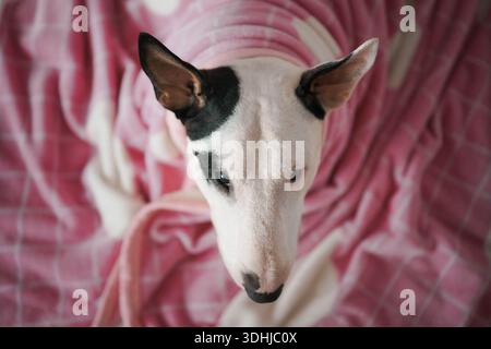 Bull Terrier Porträt in weiche rosafarbene Decke gewickelt Stockfoto
