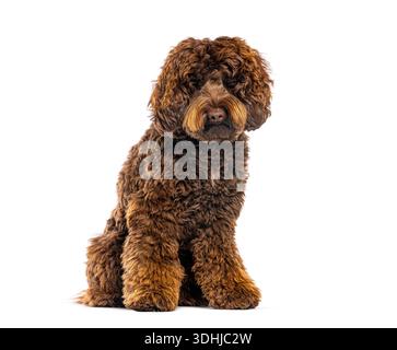 Brauner Labradoodle-Welpe sitzt mit lockigem Fell auf einem sauberen weißen Hintergrund Stockfoto