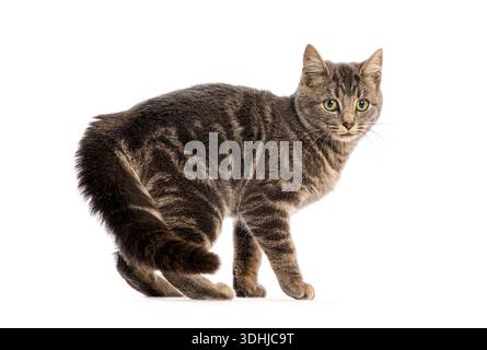 Mischkatze mit Tabby-Markierungen, die auf einem sauberen weißen Hintergrund warnen Stockfoto