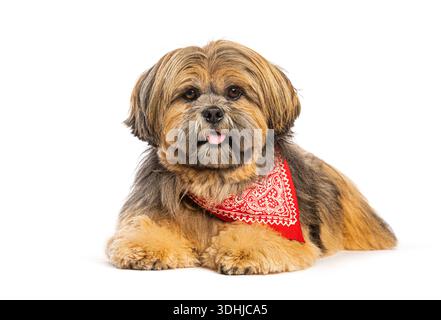 Gemischter Hund, der auf weißem Hintergrund liegt, ein rotes Bandana trägt und in die Kamera blickt Stockfoto