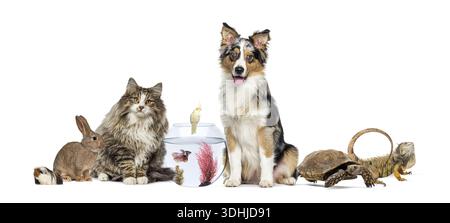 Gruppe von verschiedenen Heimtieren, einschließlich Hund, Katze, Kaninchen, Fisch, Vogel, schildkröte, Leguan und Meerschweinchen Stockfoto
