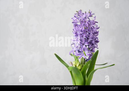 Eine leuchtende lila Hyazinthe in einem Topf mit grünen Blättern, vor einem hellgrauen Betonhintergrund. Frühlings-Hyacinthus orientalis-Blüte. Stockfoto