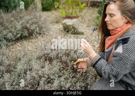 Eine Frau schneidet Lavendelpflanzen im Garten mit einer Schere. Sie konzentriert sich auf ihre Aufgabe, während sie von grünen Pflanzen und einem Steingrund umgeben ist. Stockfoto