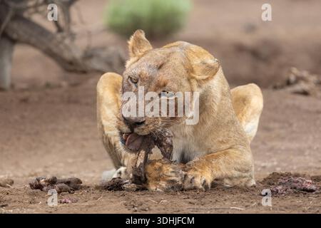 Löwen (Panthera leo) füttern, Mashatu Wildreservat, Botswana Stockfoto