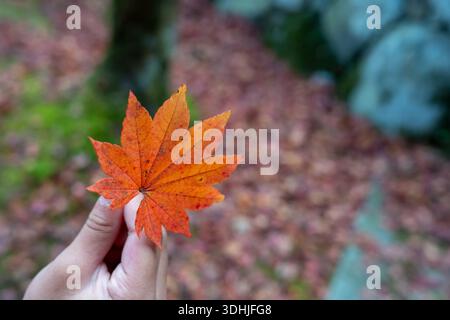 Hand hält im Herbst ein rot-oranges japanisches Ahornblatt Stockfoto