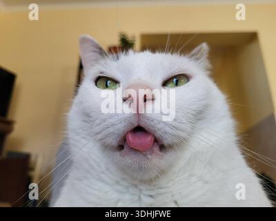 Sehr lustige und listige weiße Katze Nahaufnahme mit einem zufriedenen Gesichtsausdruck und der Zunge, die herausragt Stockfoto