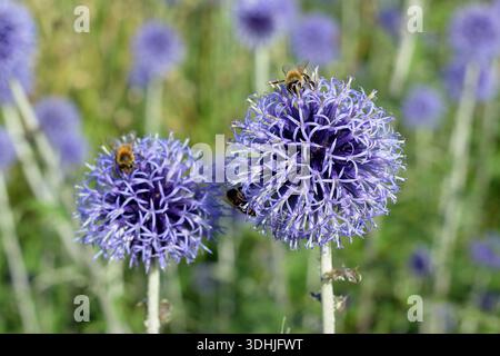 Echinops-Ritro „Veitch's Blue“, Glockendistel mit spitzen blauen Kugelblumenköpfen an der Sommergartengrenze. Echinops bannaticus 'Veitch's Blue. Stockfoto