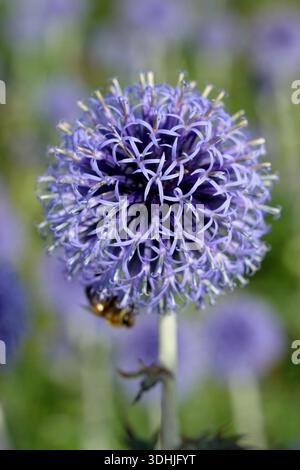 Echinops-Ritro „Veitch's Blue“, Glockendistel mit spitzen blauen Kugelblumenköpfen an der Sommergartengrenze. Echinops bannaticus 'Veitch's Blue. Stockfoto