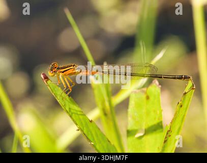 Ostgabelfliege (Ischnura verticalis) entlang des Fox River in der Nähe von Burlington, Wisconsin. Stockfoto