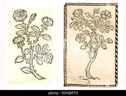 Botanische Illustration von Rosa canina (Hunderose), datiert 1497. Stockfoto