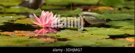 Rosa Seerose (Nymphaea odorata) blüht zwischen Lilienpads auf Eagle Chain of Lakes, Florence County, Wisconsin, Panoramablick. Stockfoto